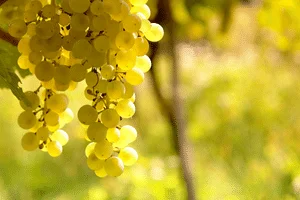 Sauvignon Blanc